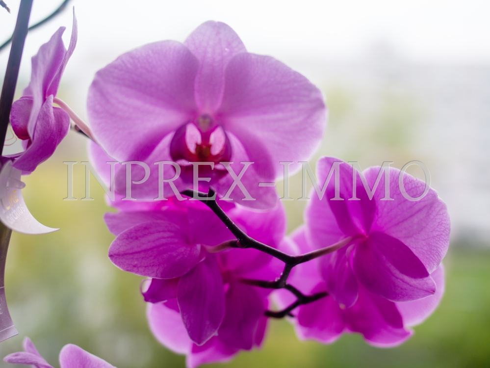 2199 Impression 2