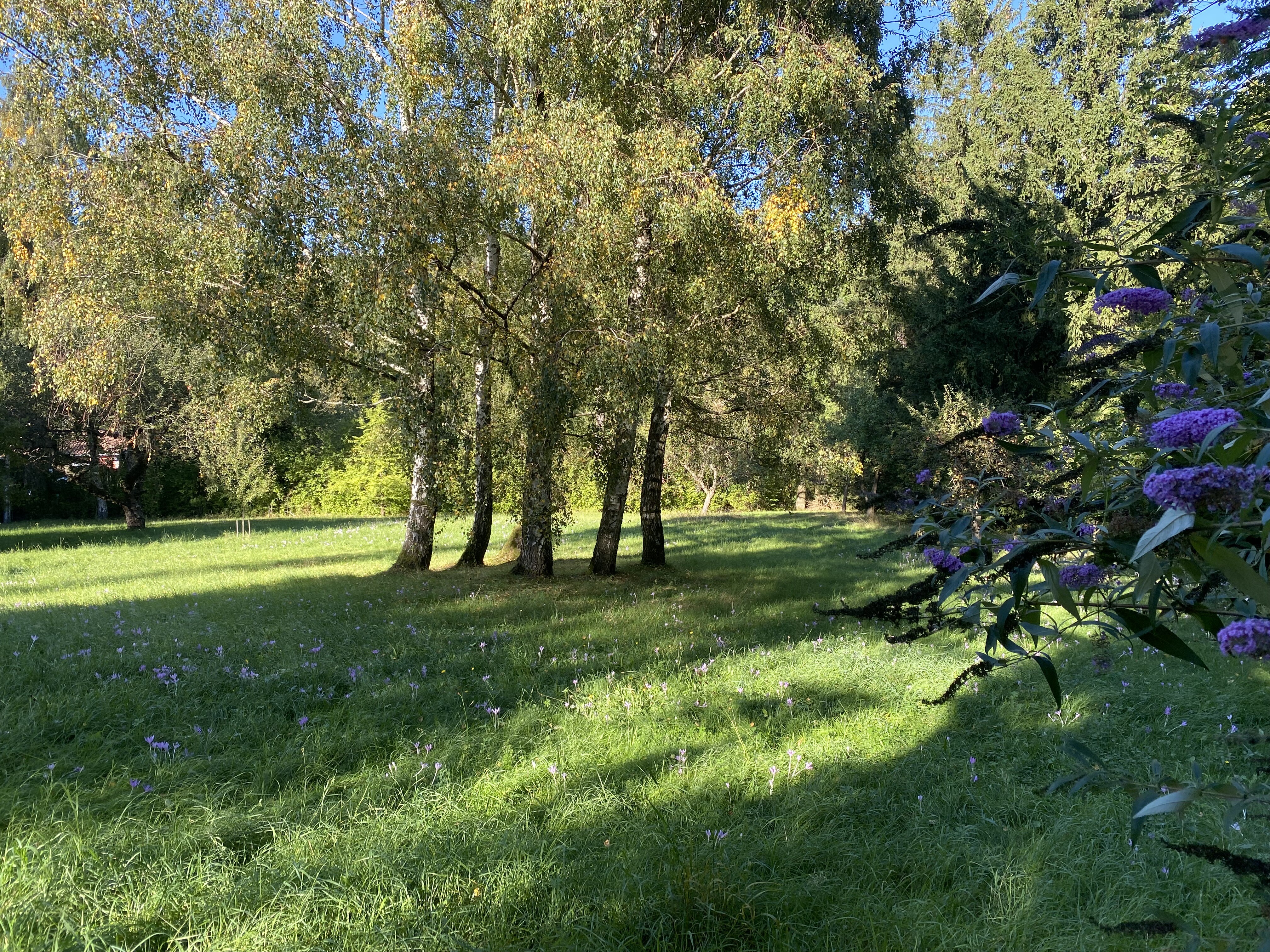 Blick ins Grüne 