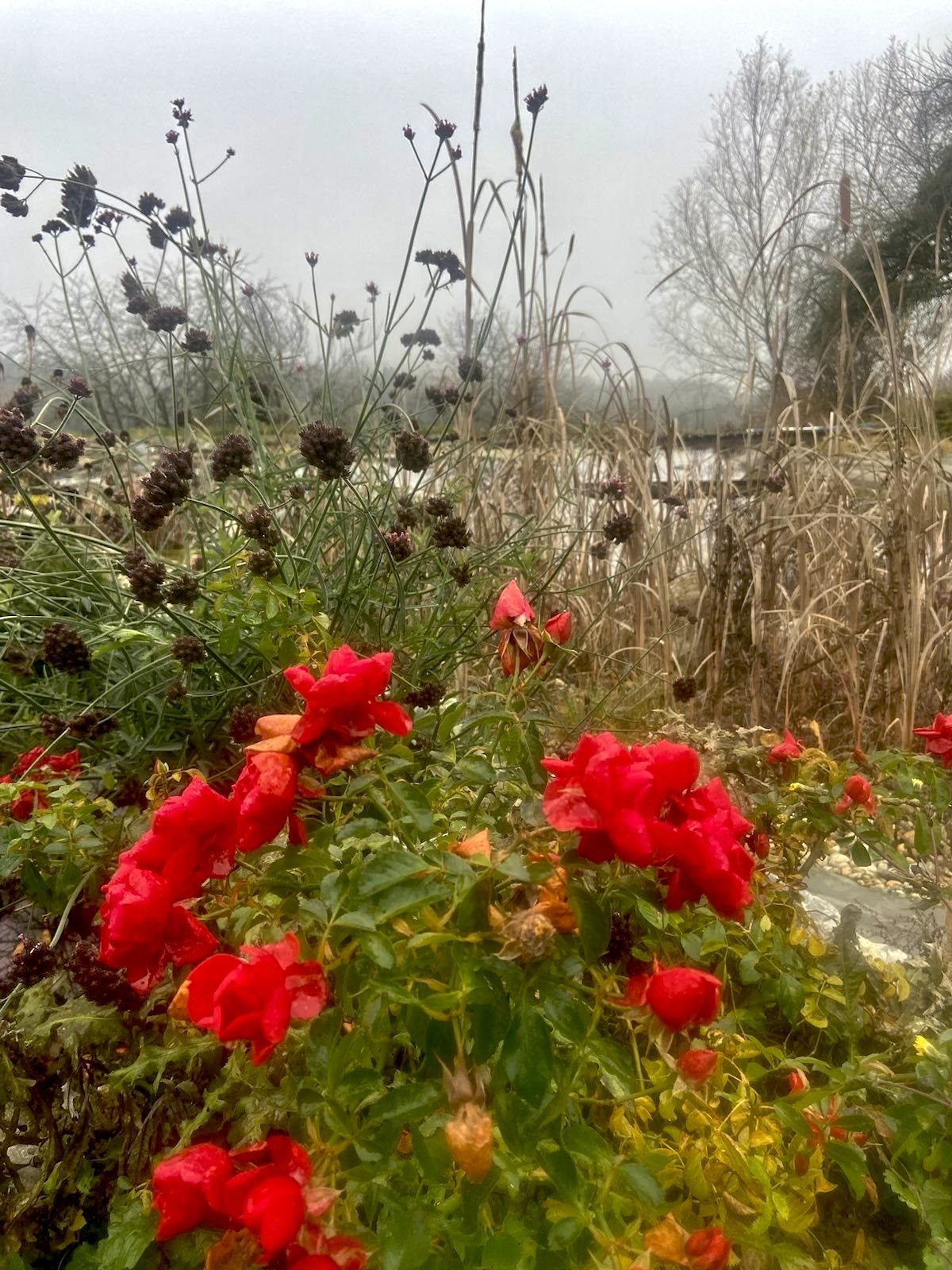 Rosen im Dezember rund um den Schwimmteich