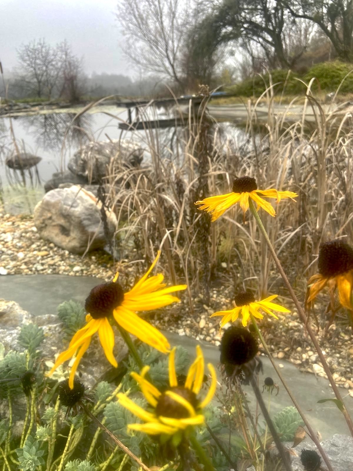 Blumen am Schwimmteich im Winter