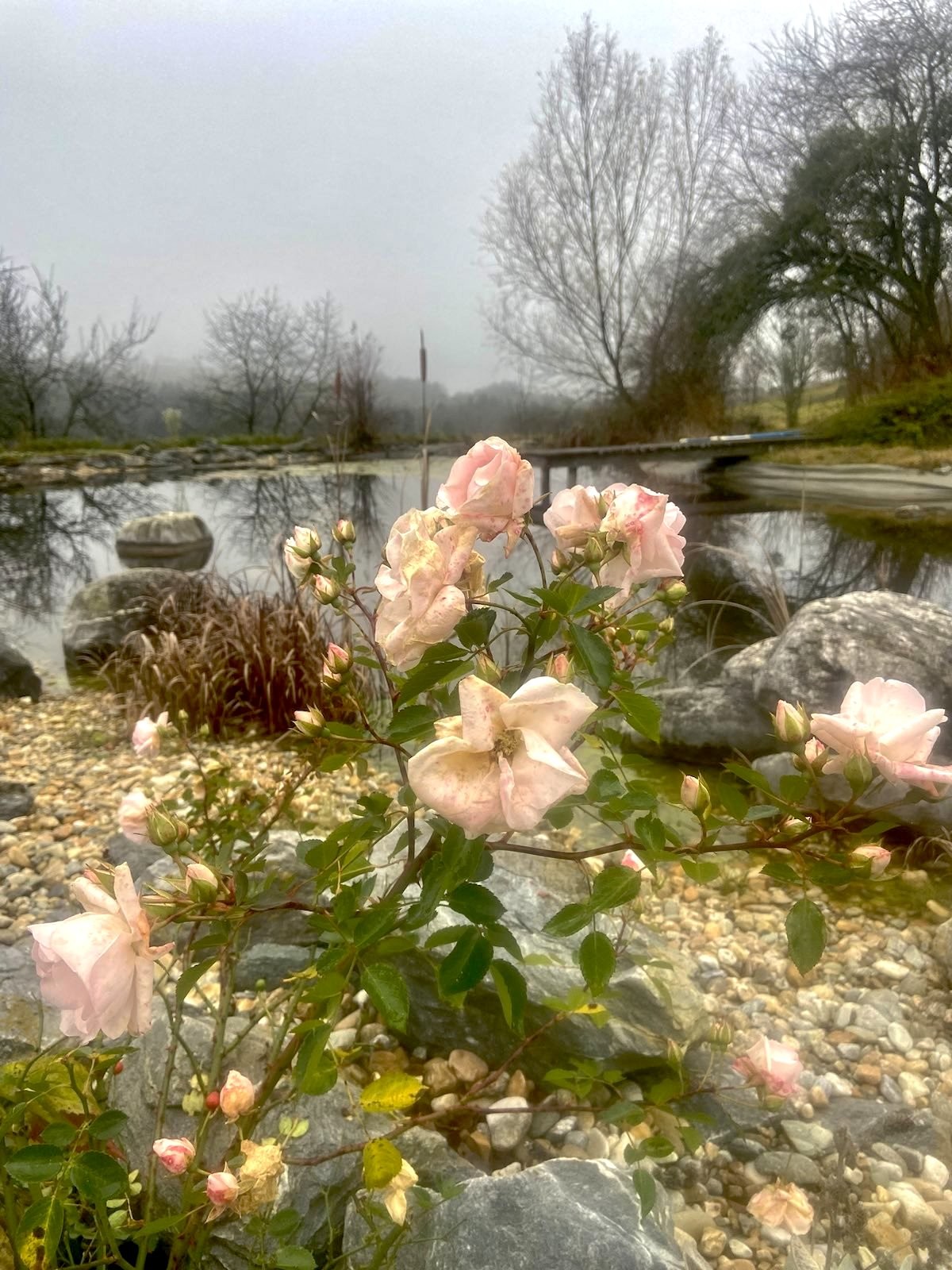 Schöne Rosen im Winter am Schwimmteich