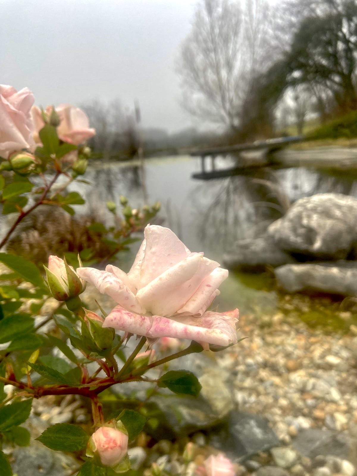 Schwimmteich im Winter