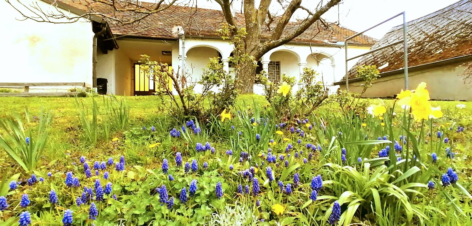 Wiese mit Blumen im Garten