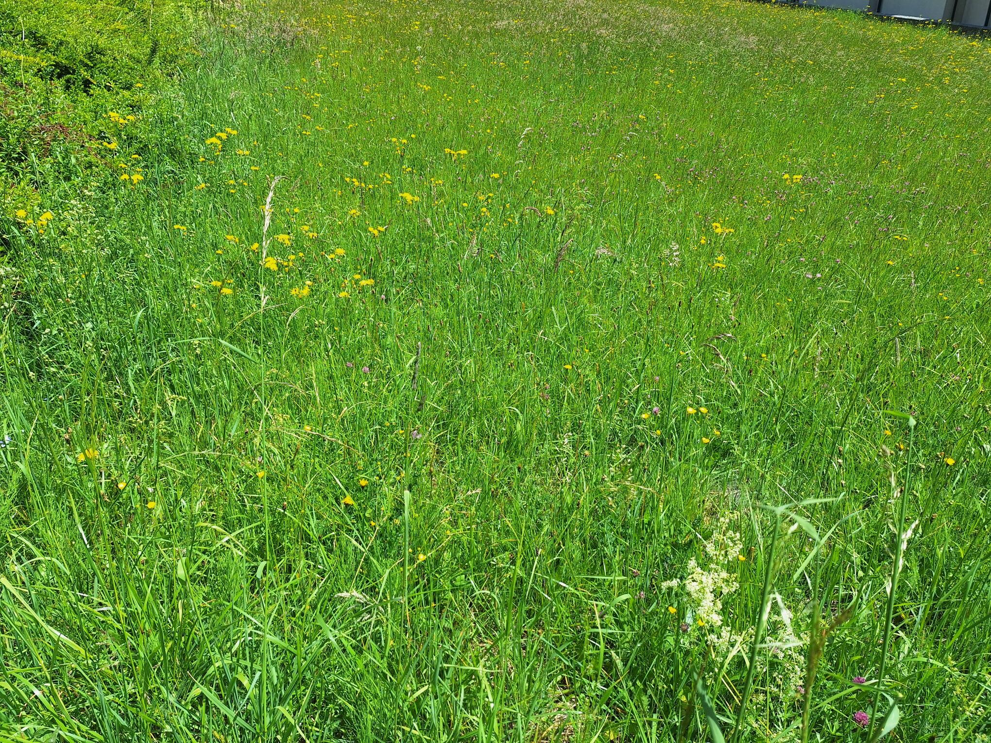 sonniger Baugrund