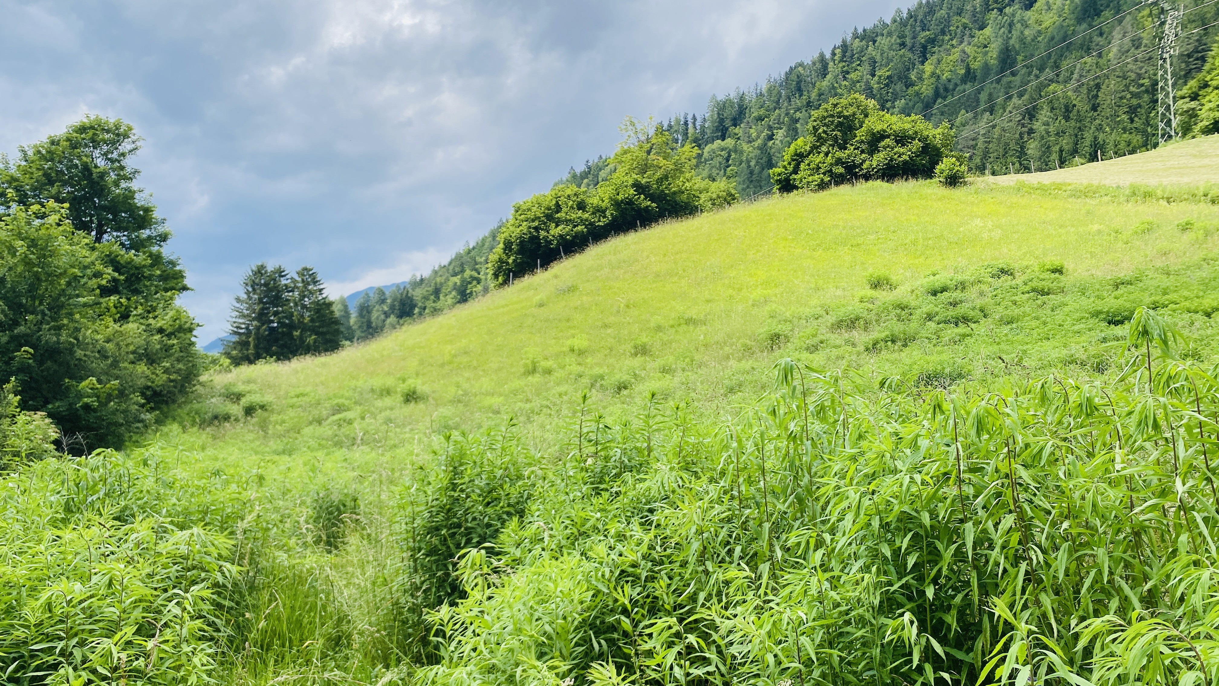 Grundstücke mit Altbestand