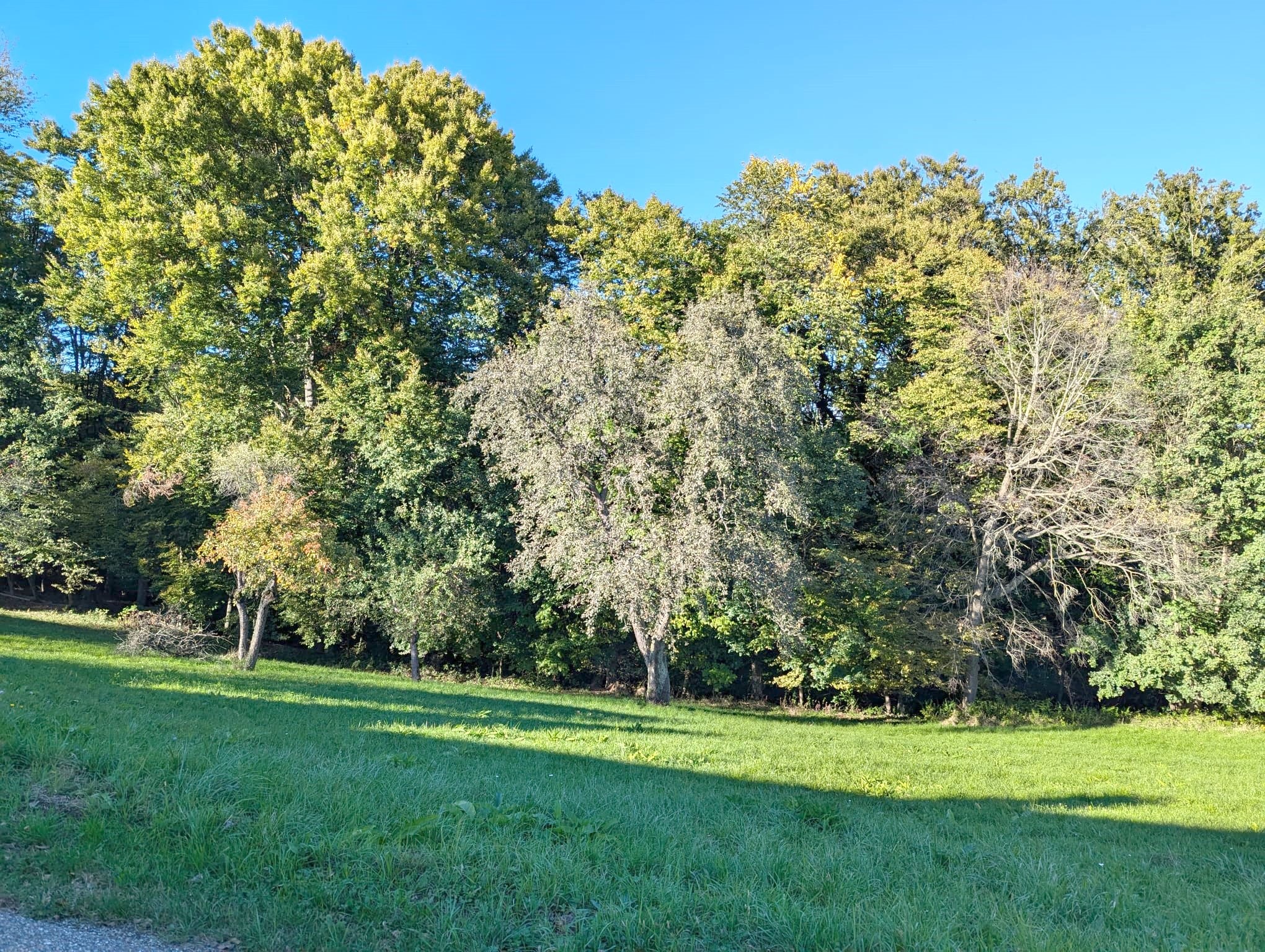 Zugehöriger Grund gegenüber mit Wiese und Wald