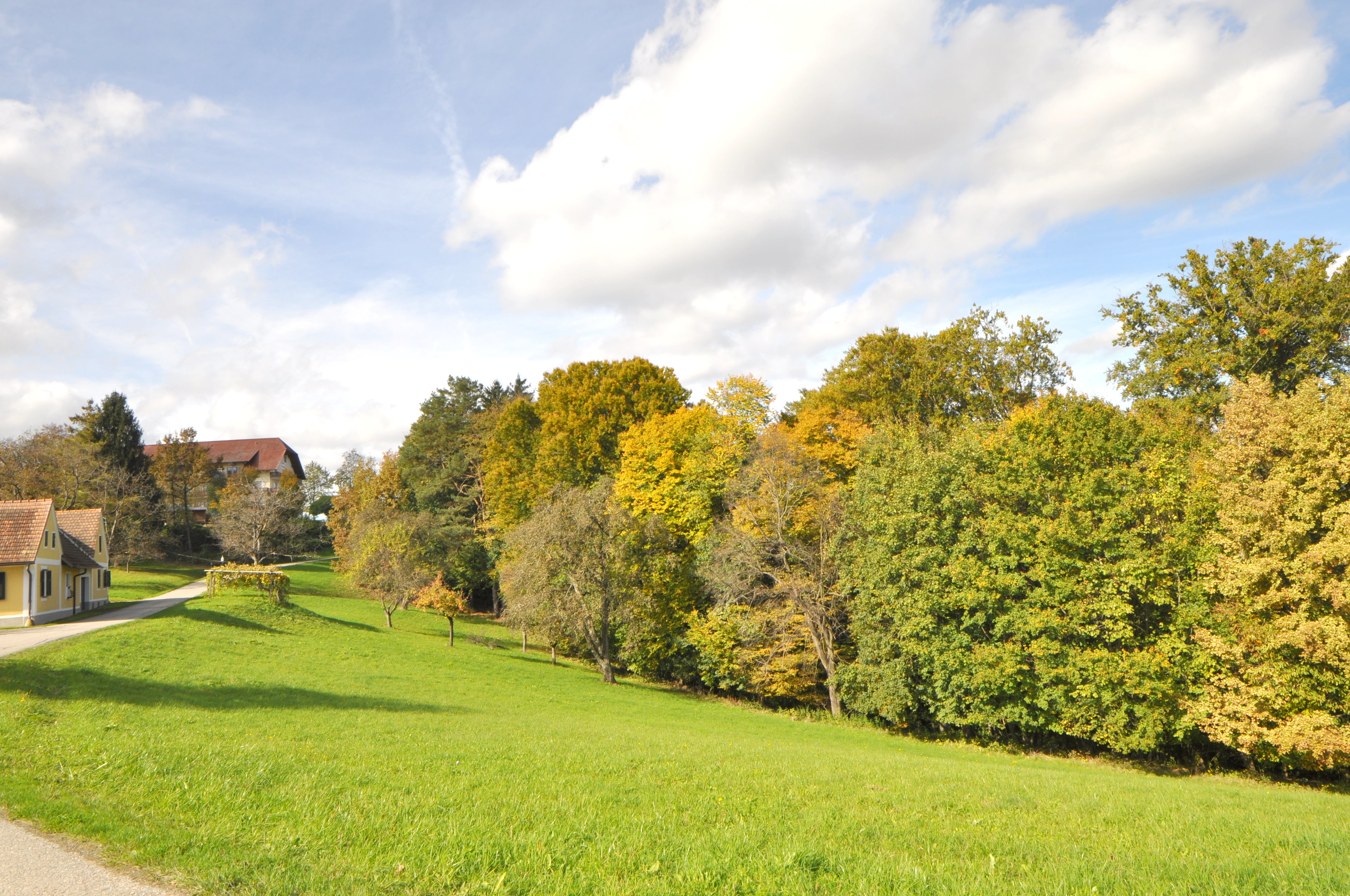 Wiese und Wald gegenüber