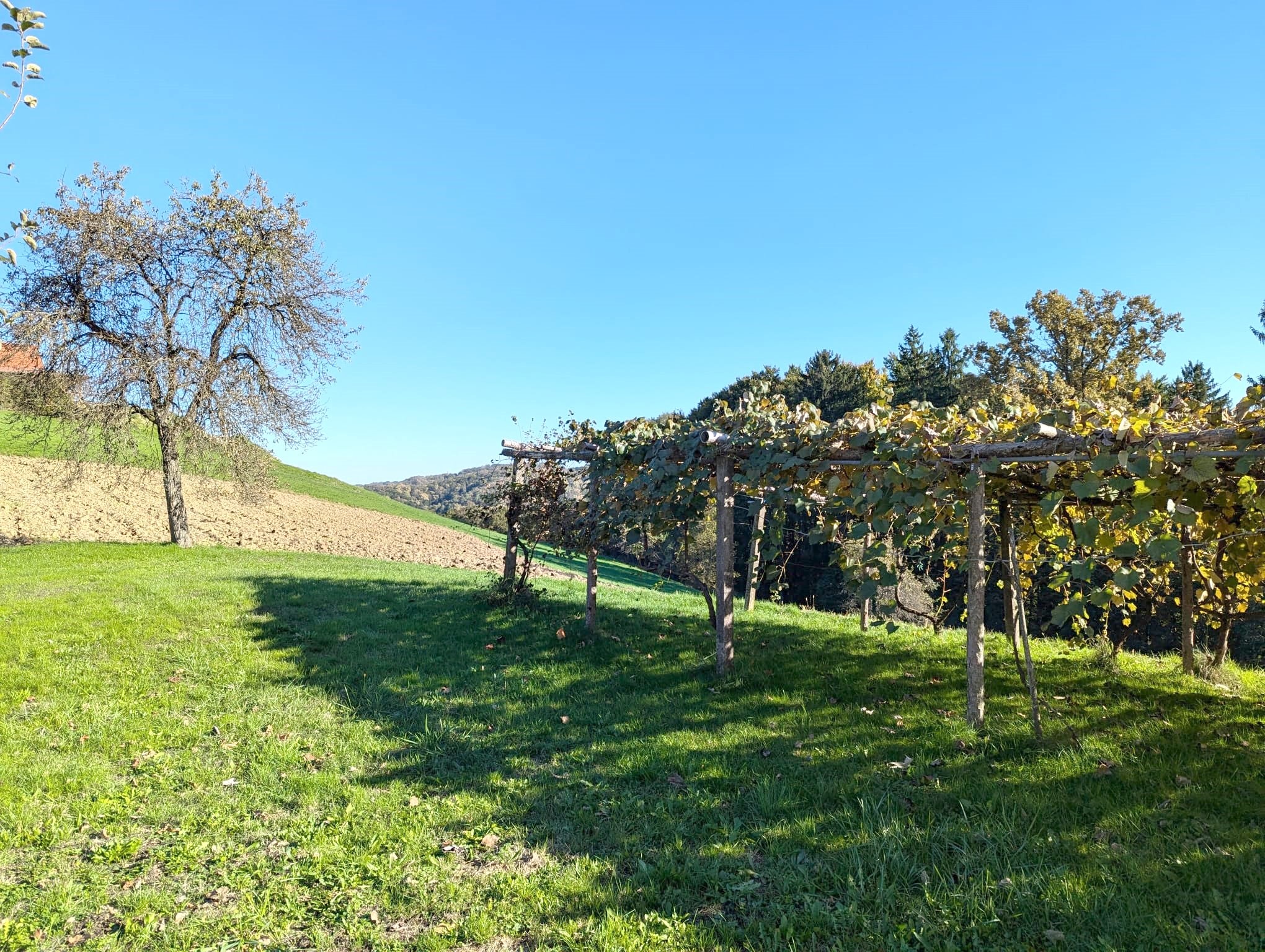 Weinlauben im Hof mit Uhudler Trauben