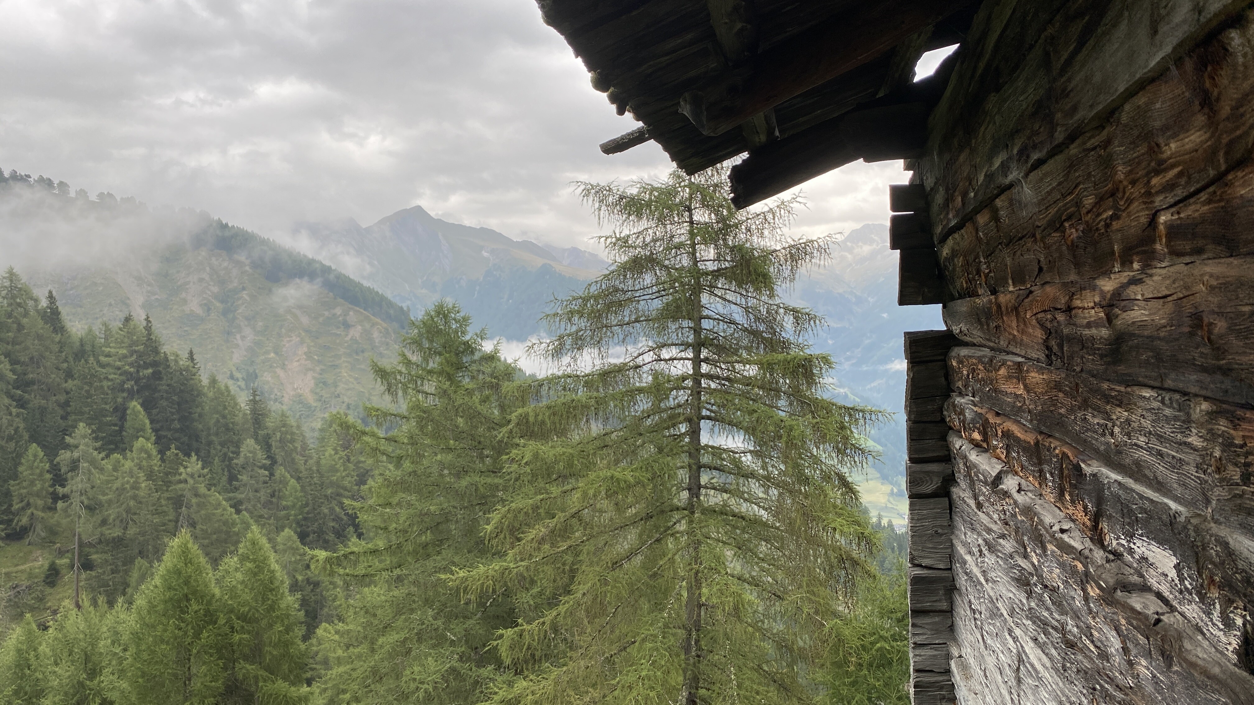 Wald mit Almhütte