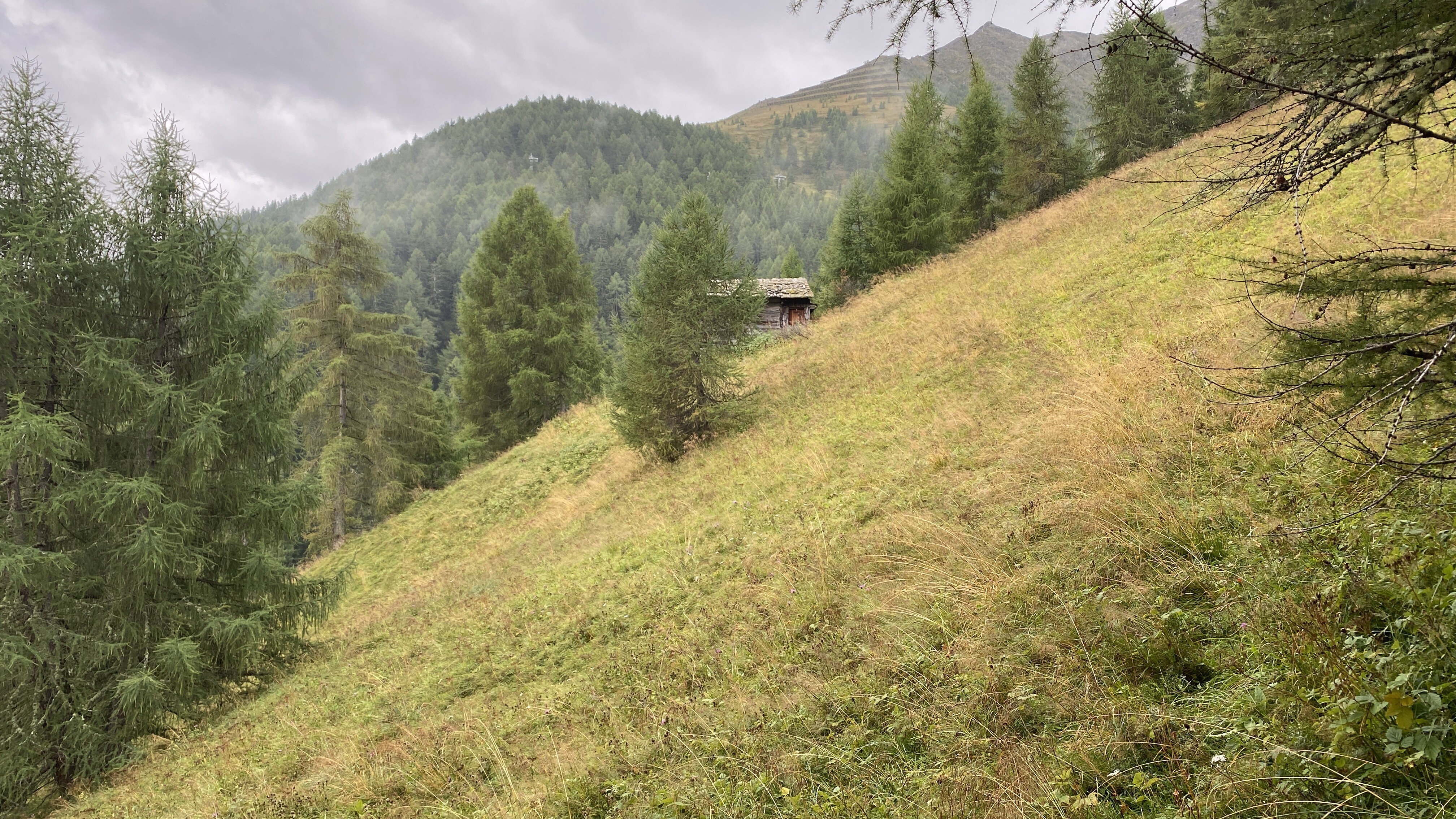 Wald Kals