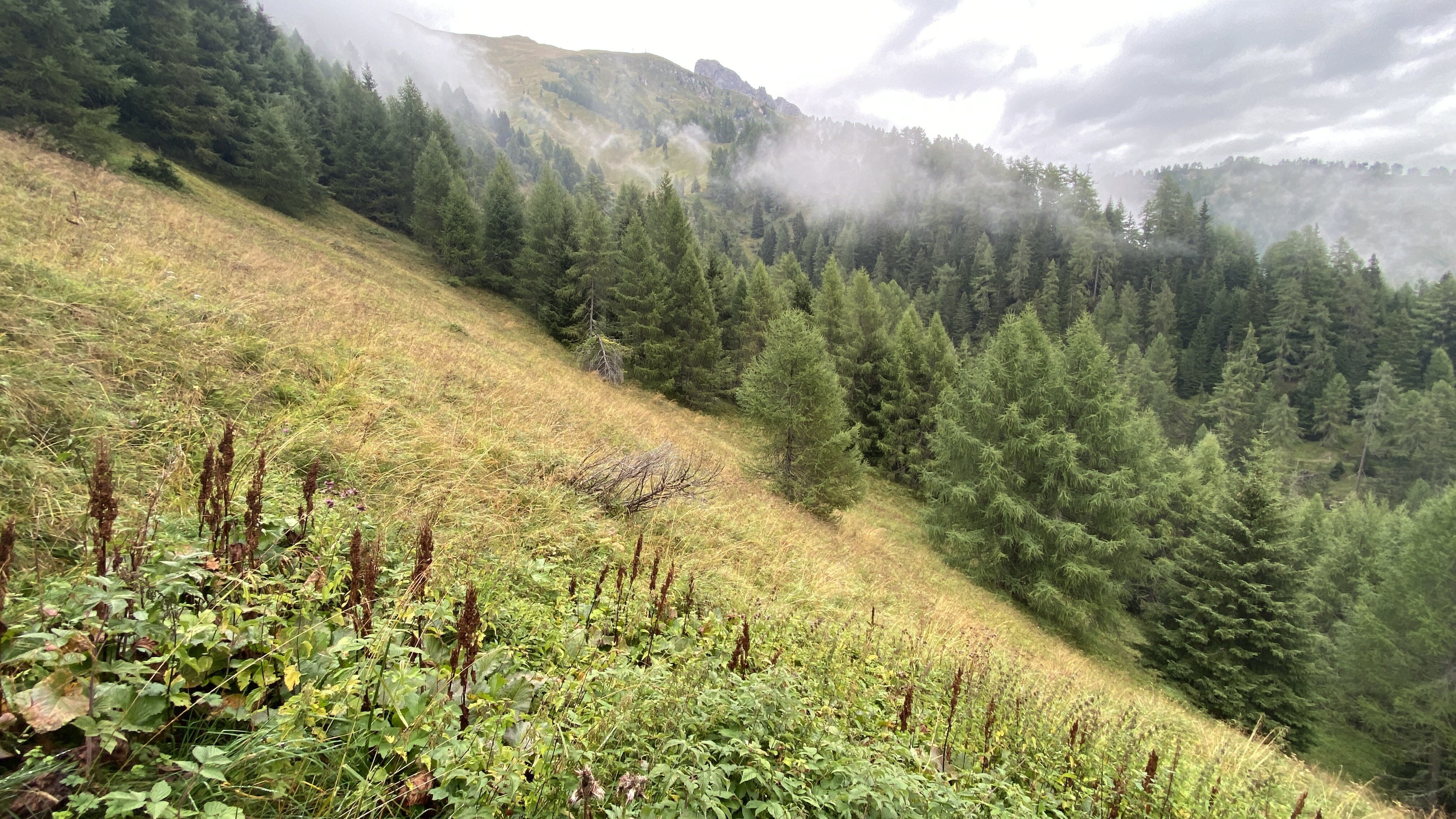Wald mit Almhütte