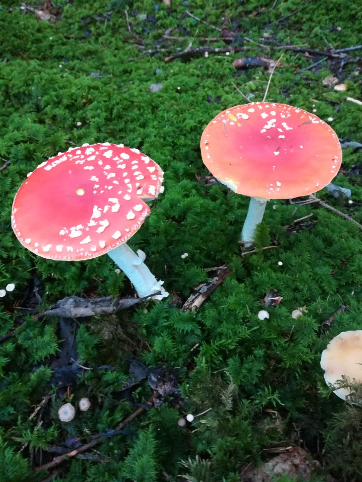 IMG-20250716-WA0028