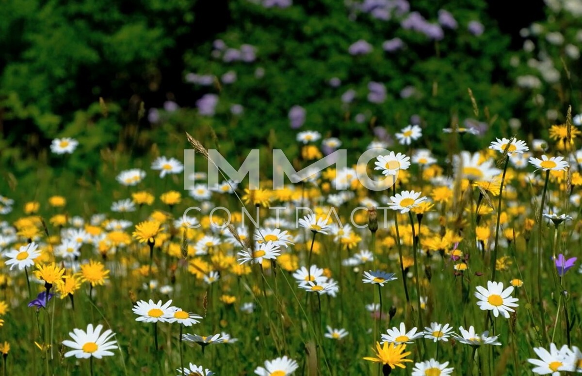 Foto Blumenwiese