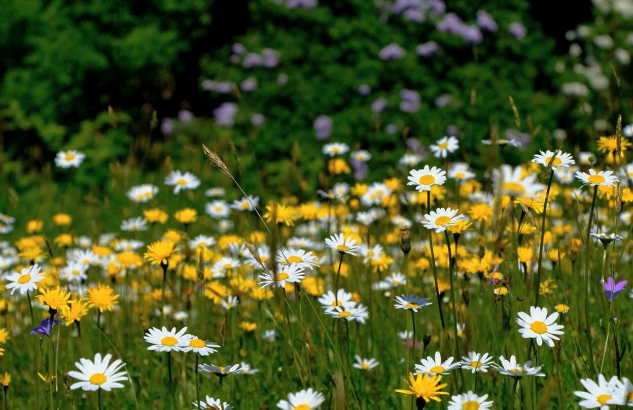 Foto Blumenwiese