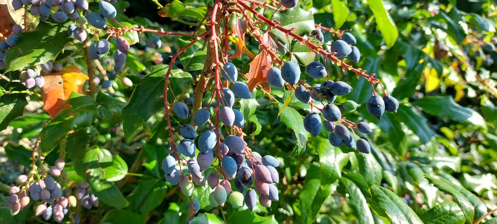 IMG-20250716-WA0011