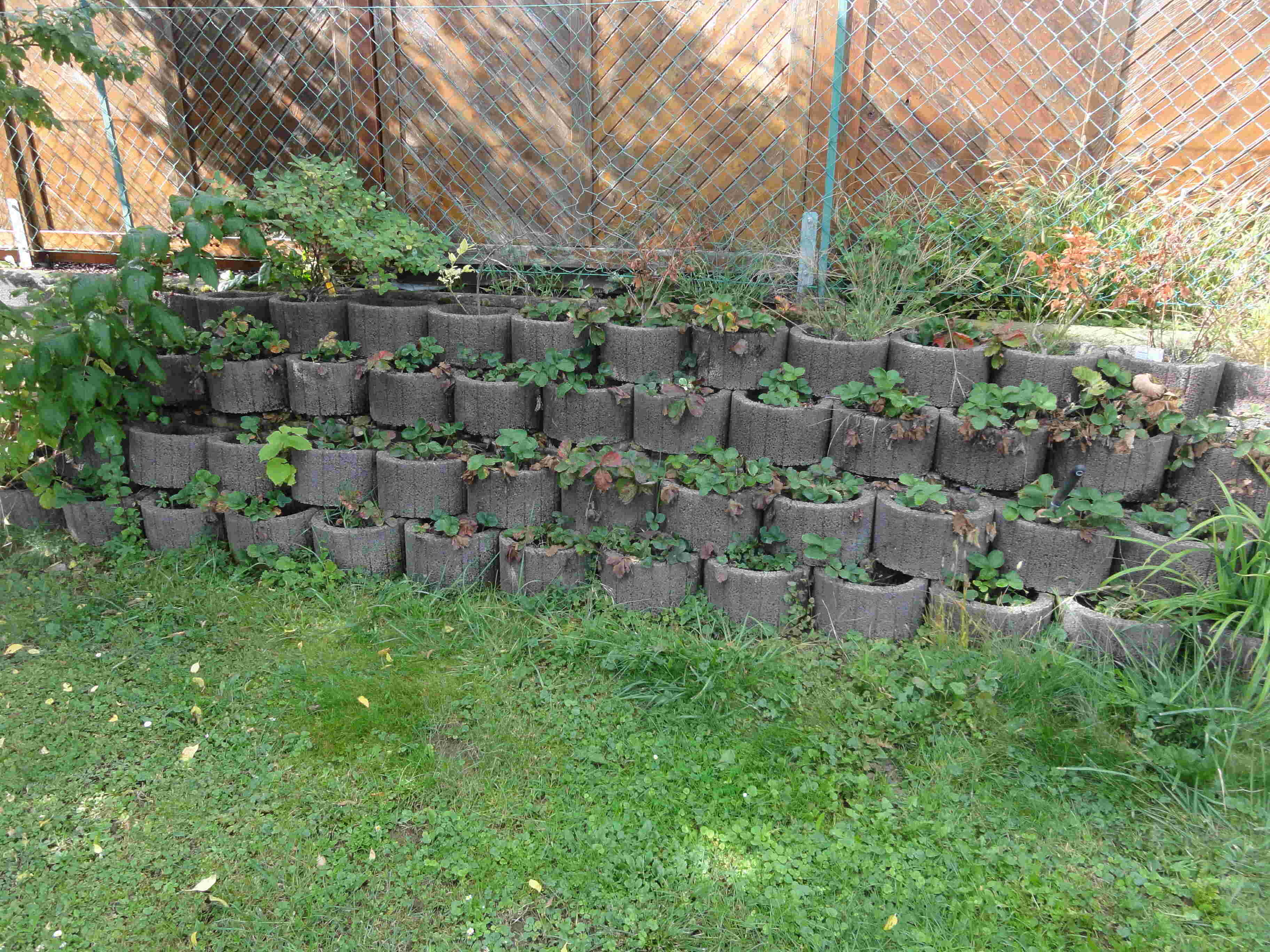 Die Erdbeerplantage