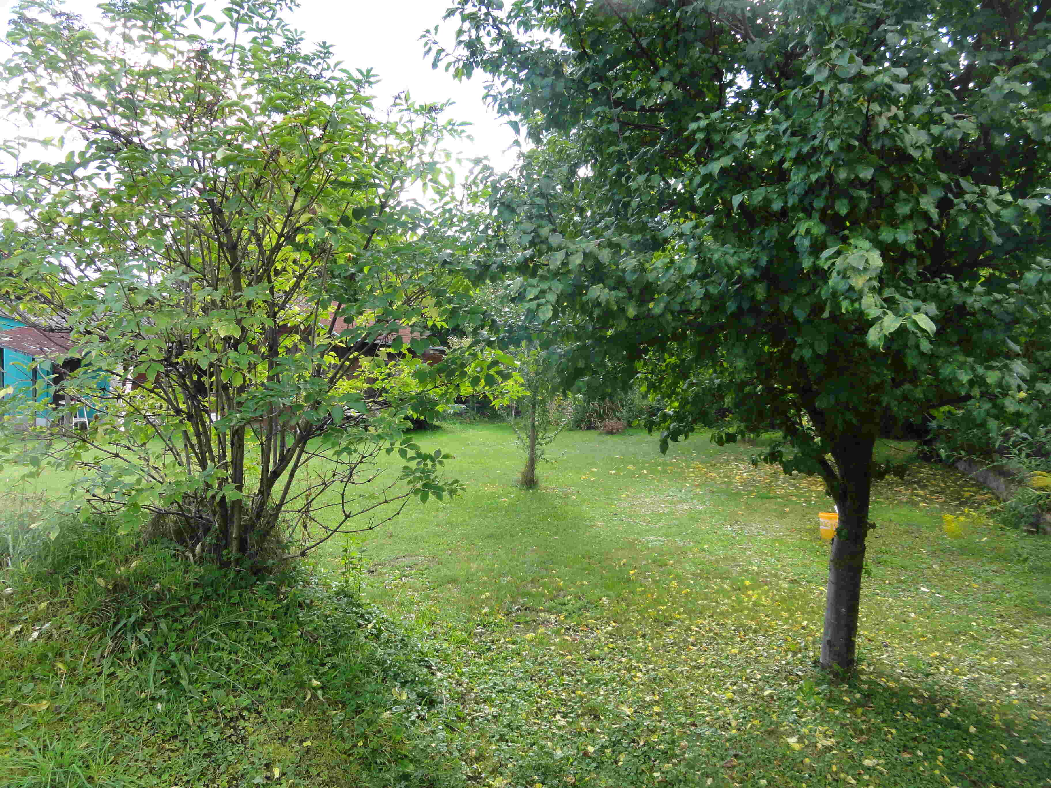 Obstbäume