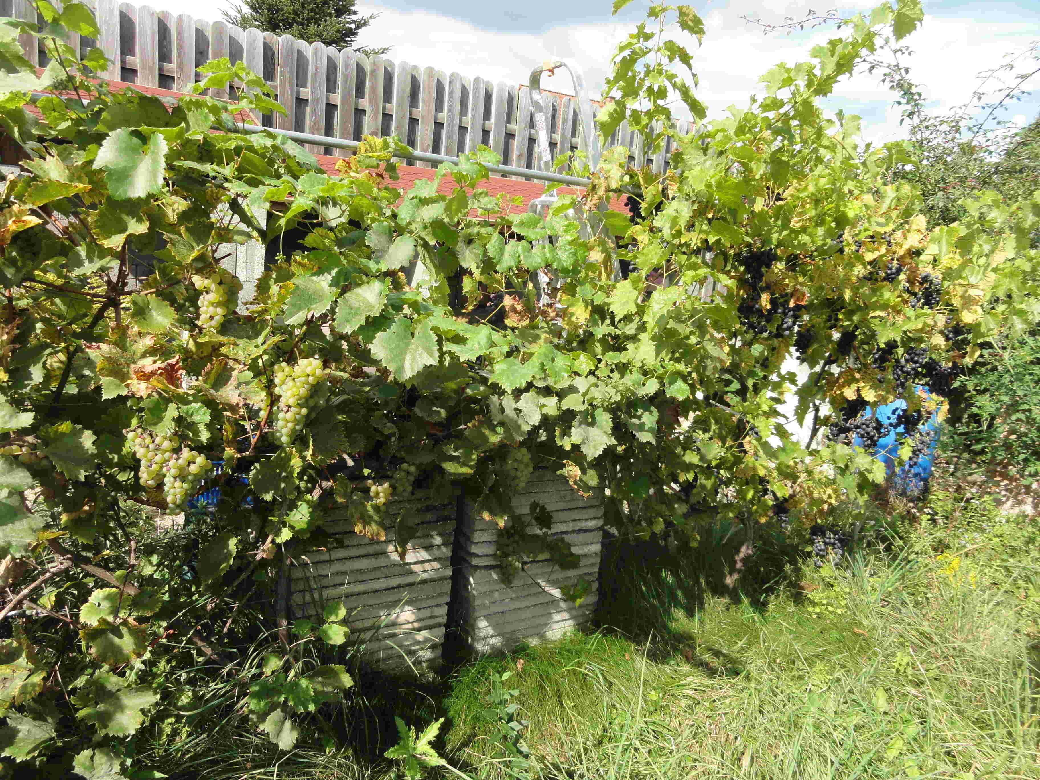 Der Weinstock