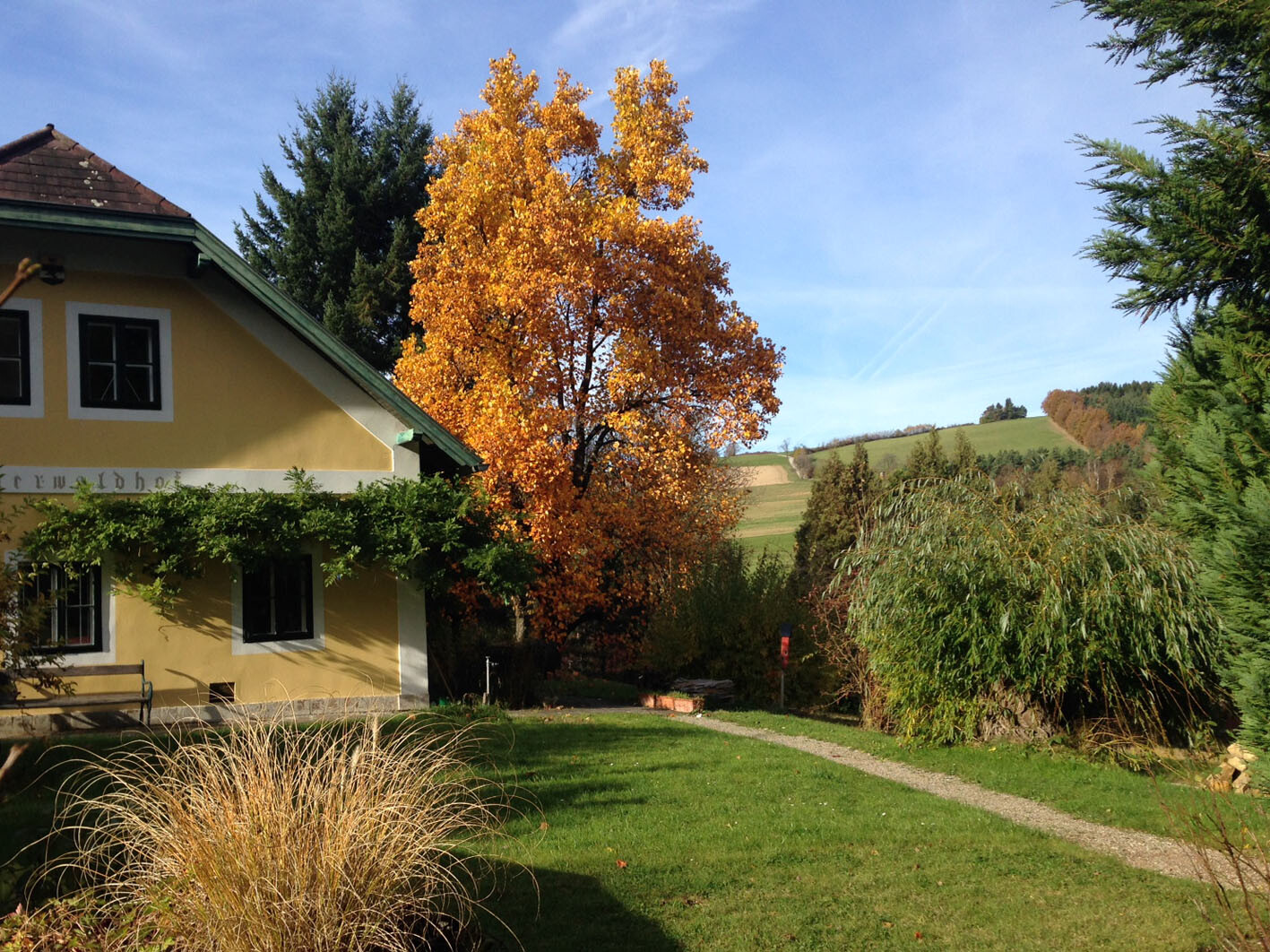 Herbstimpressionen mit Tulpenbaum