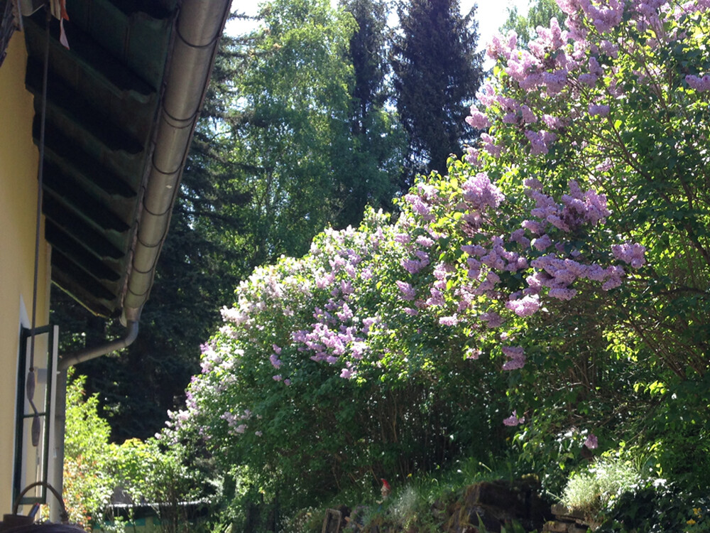 Fliederhecke im Frühling