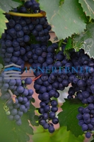 grape-g83922d562_1920