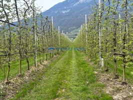 Grundstück Kaltern Apfelwiese