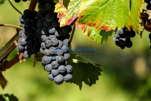 grapes-1696921_640