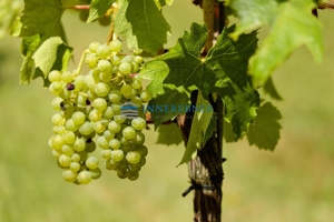 grapes-1611089_1920