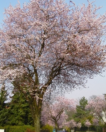 Bergstraße - Kirschbaumblüte