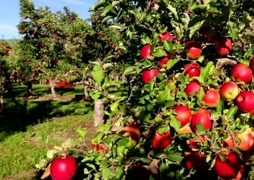 apfel gala baum