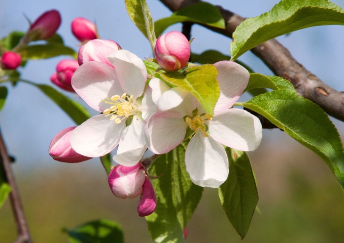 apfelblüte