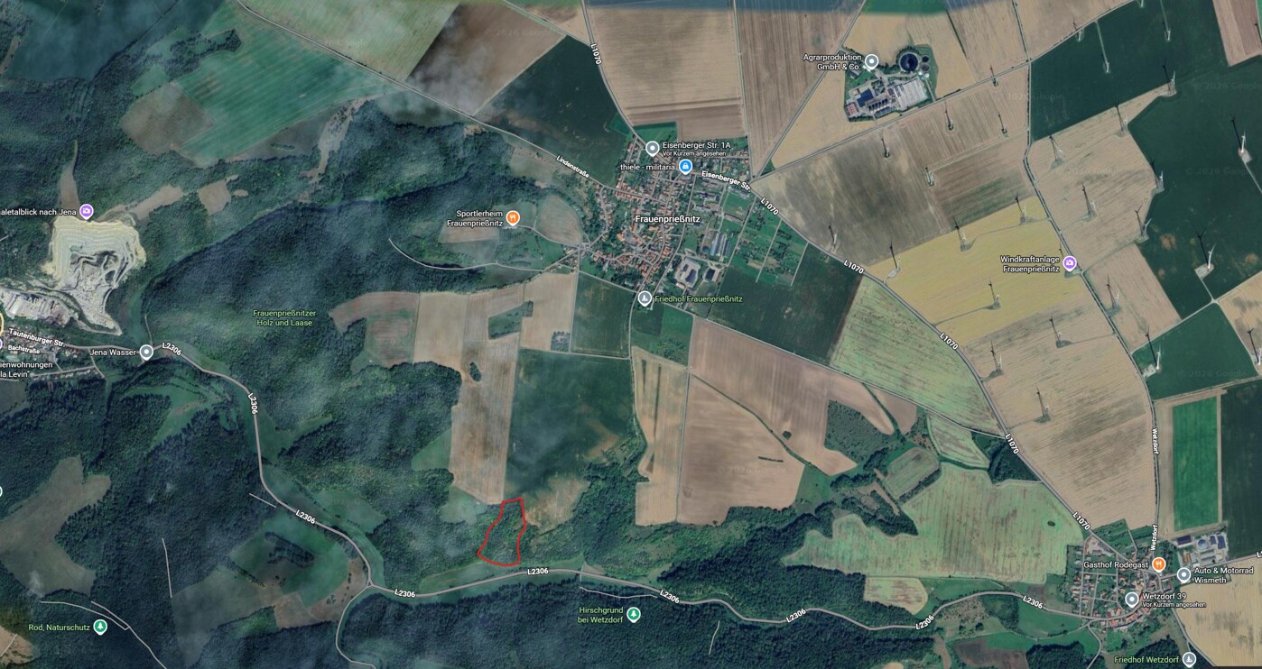 Waldstück2