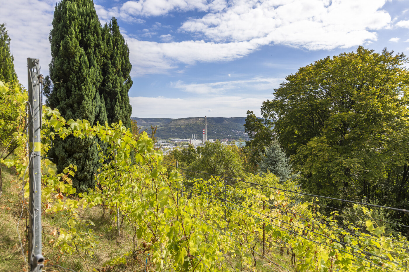 Wein mit Blick