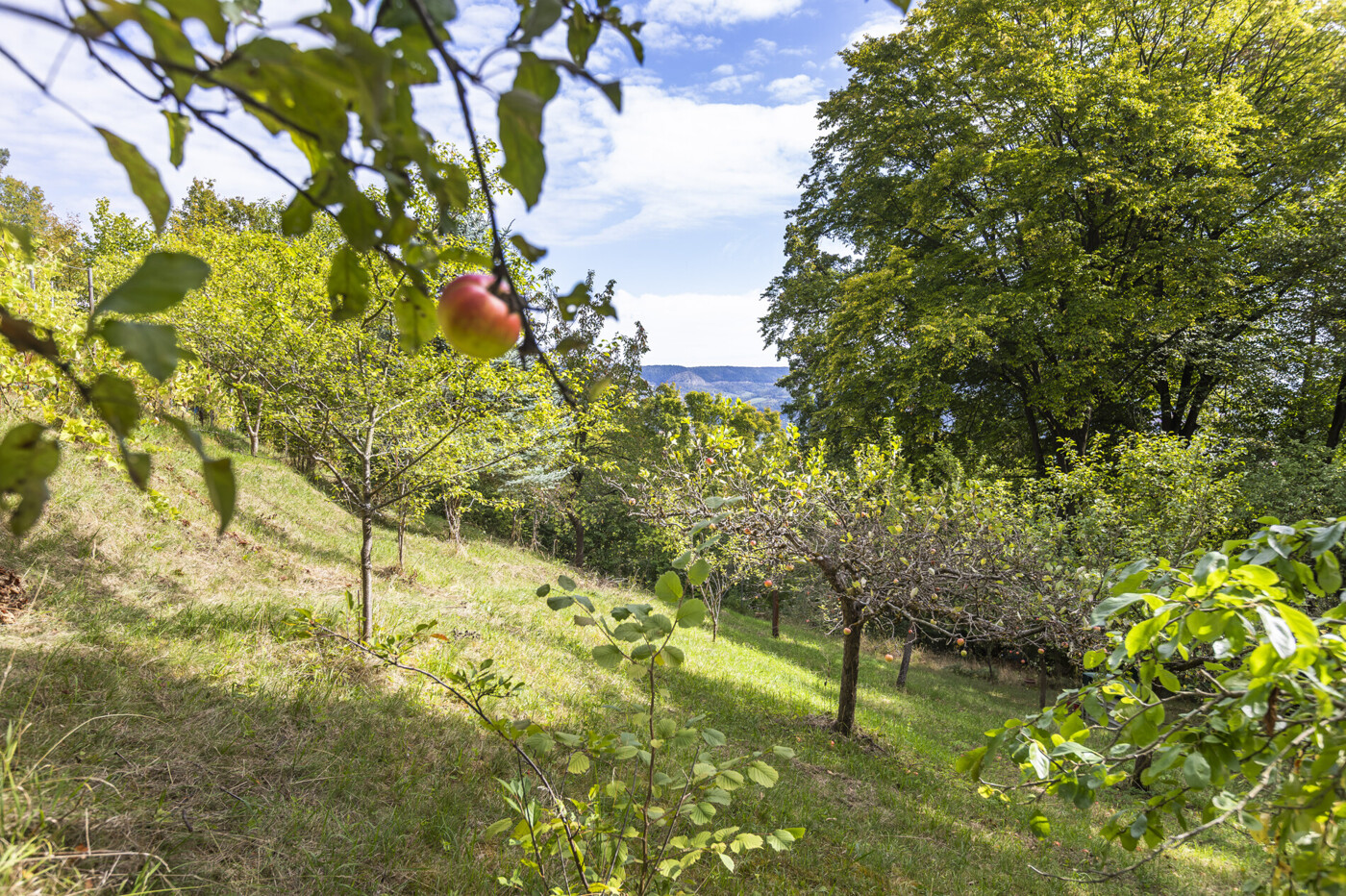 Obstbäume