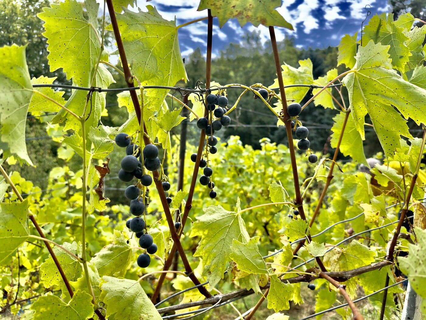 rote Trauben