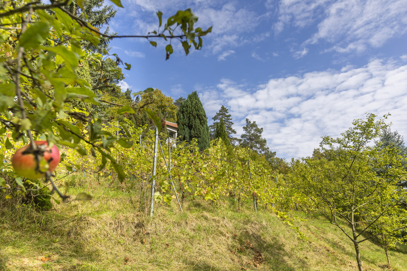 Weinreben
