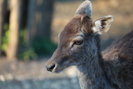 Junger Hirsch