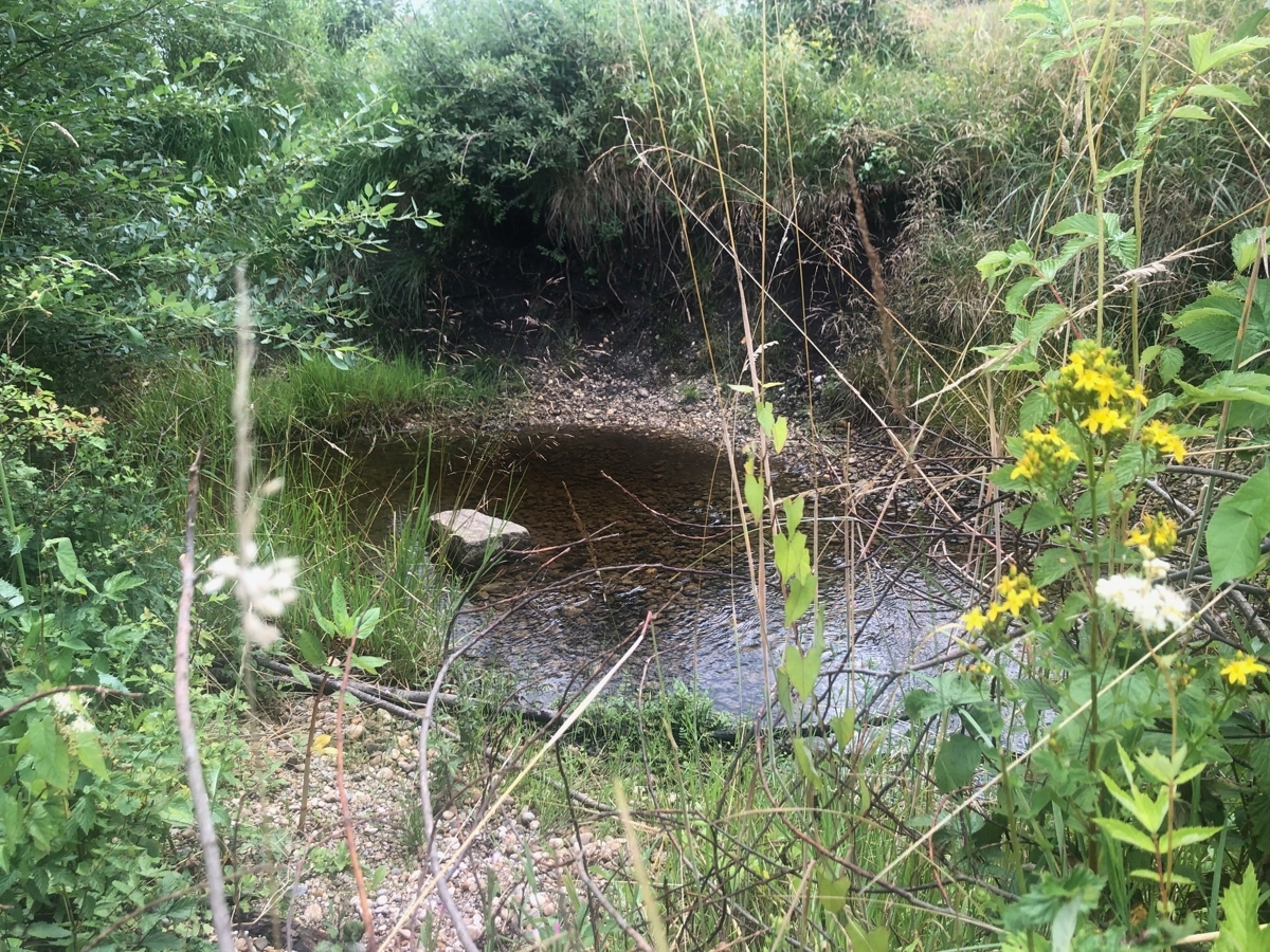 Bachlauf 