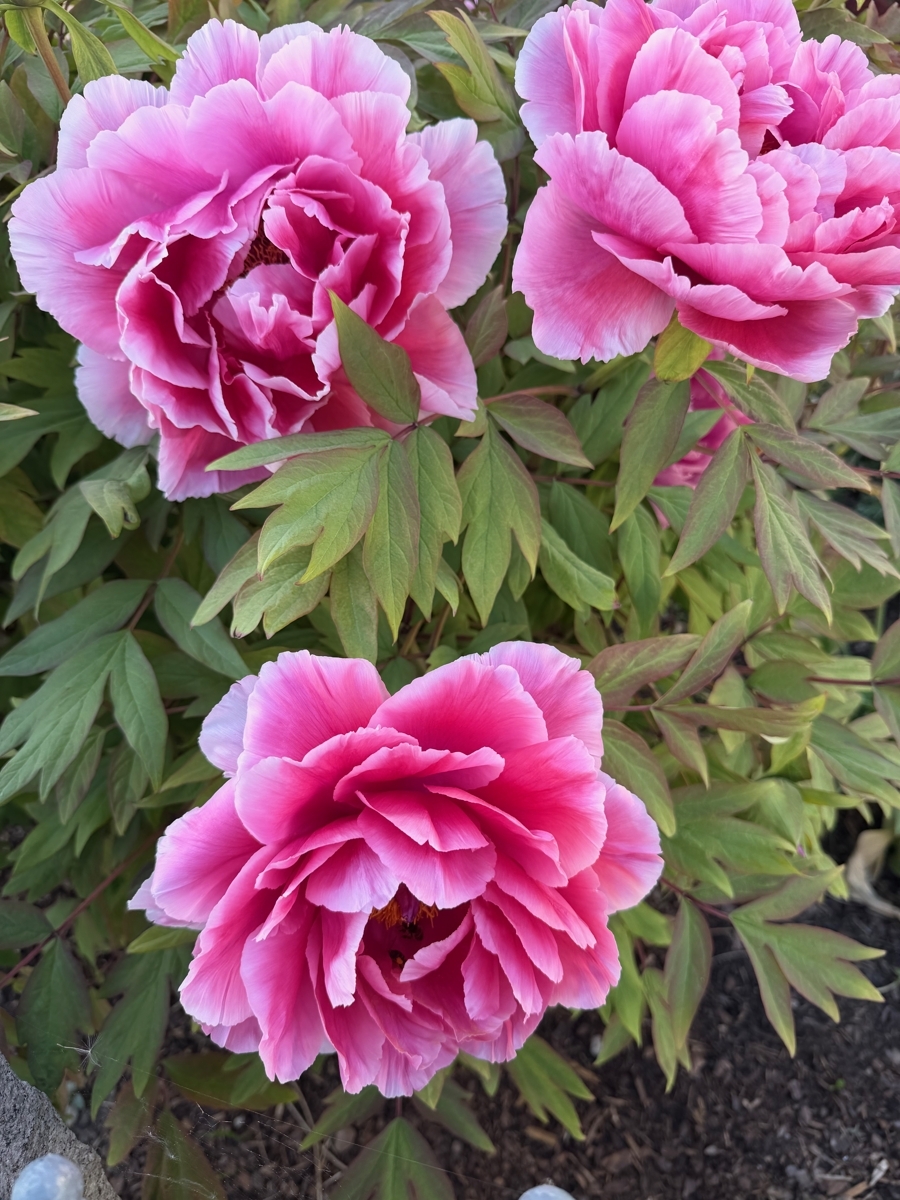 Blumenin Ellgauer Garten