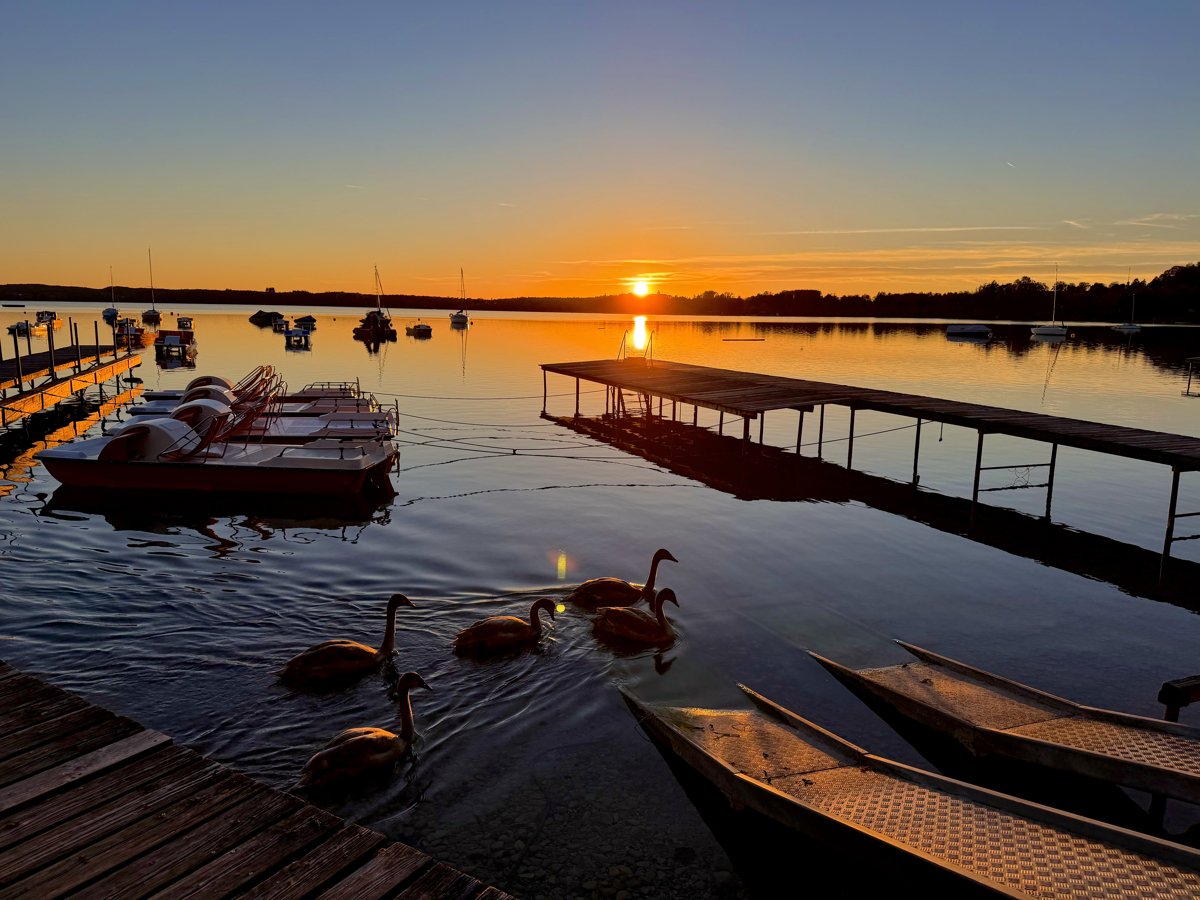 Umgebungsfoto: junge Schwäne am Wörthsee