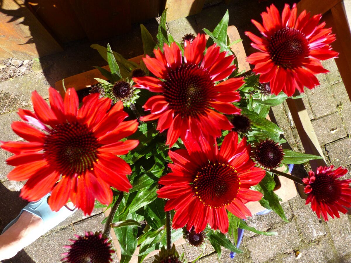 farbenfroher Garten