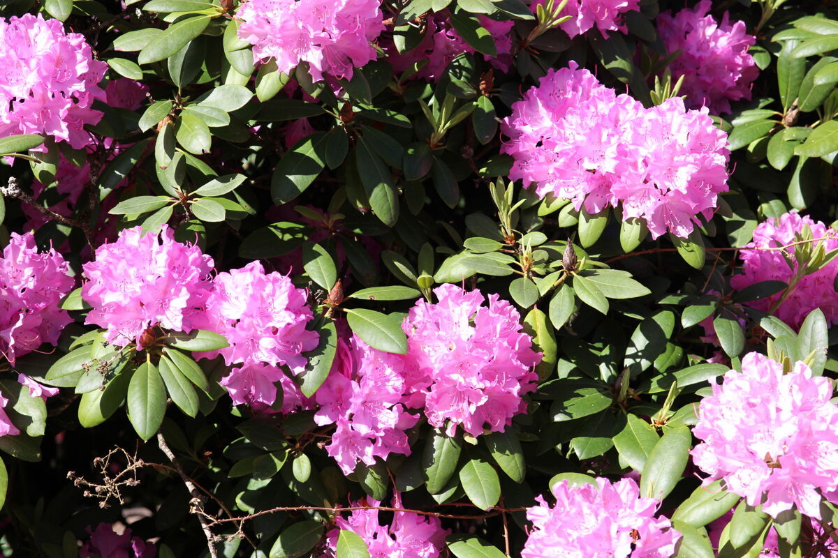 Blumenparadies