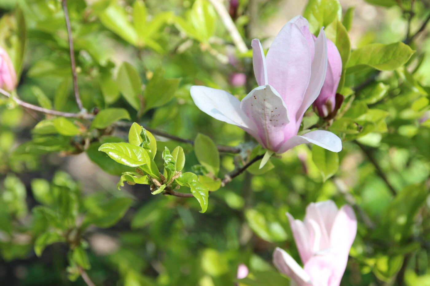 APFELBAUM