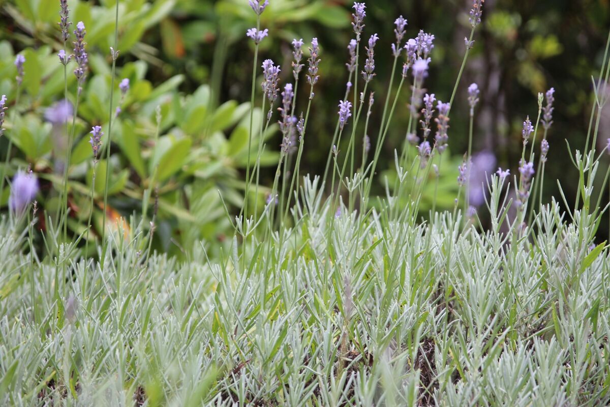 GARTENDETAIL