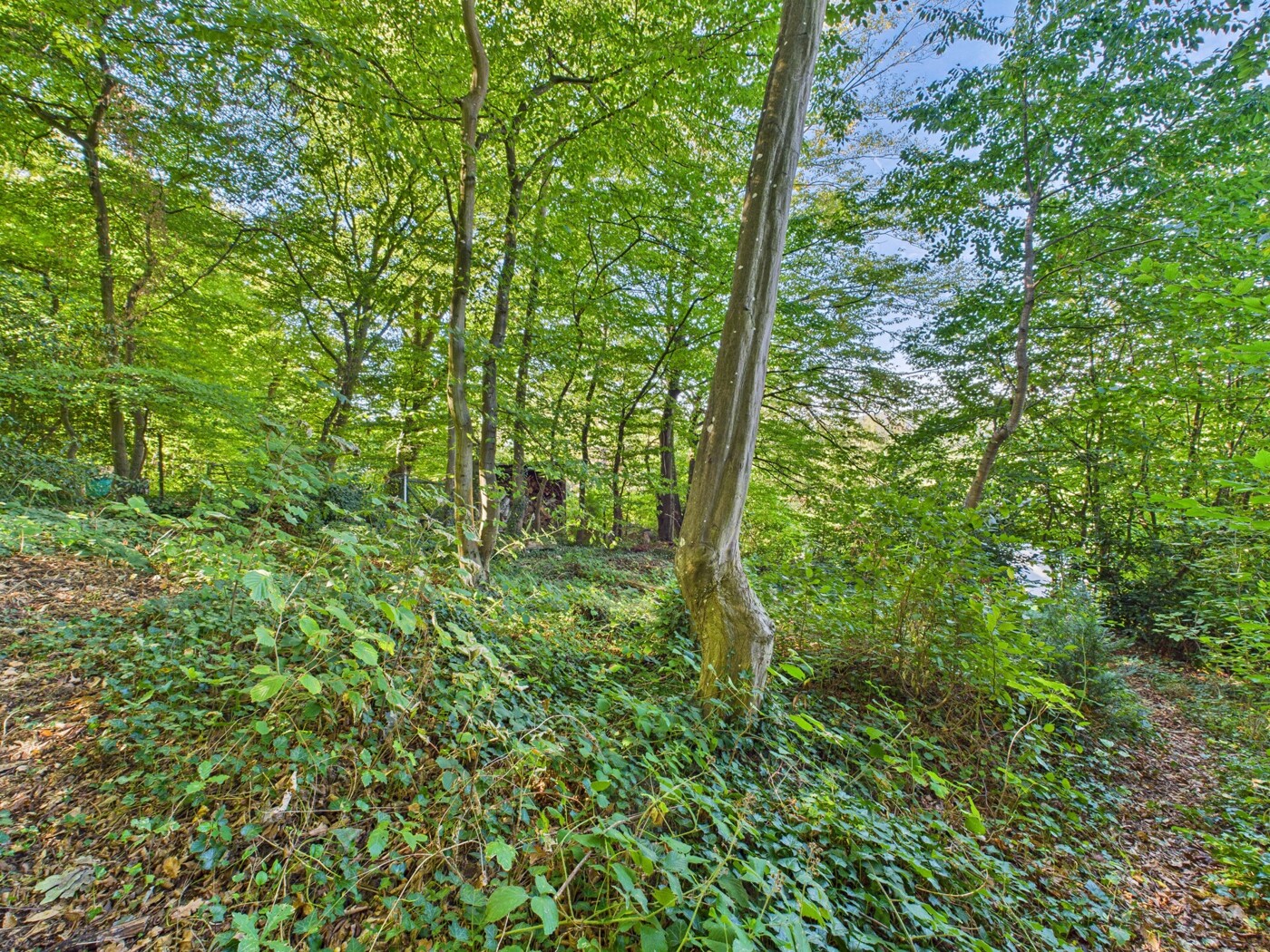 Waldgarten 