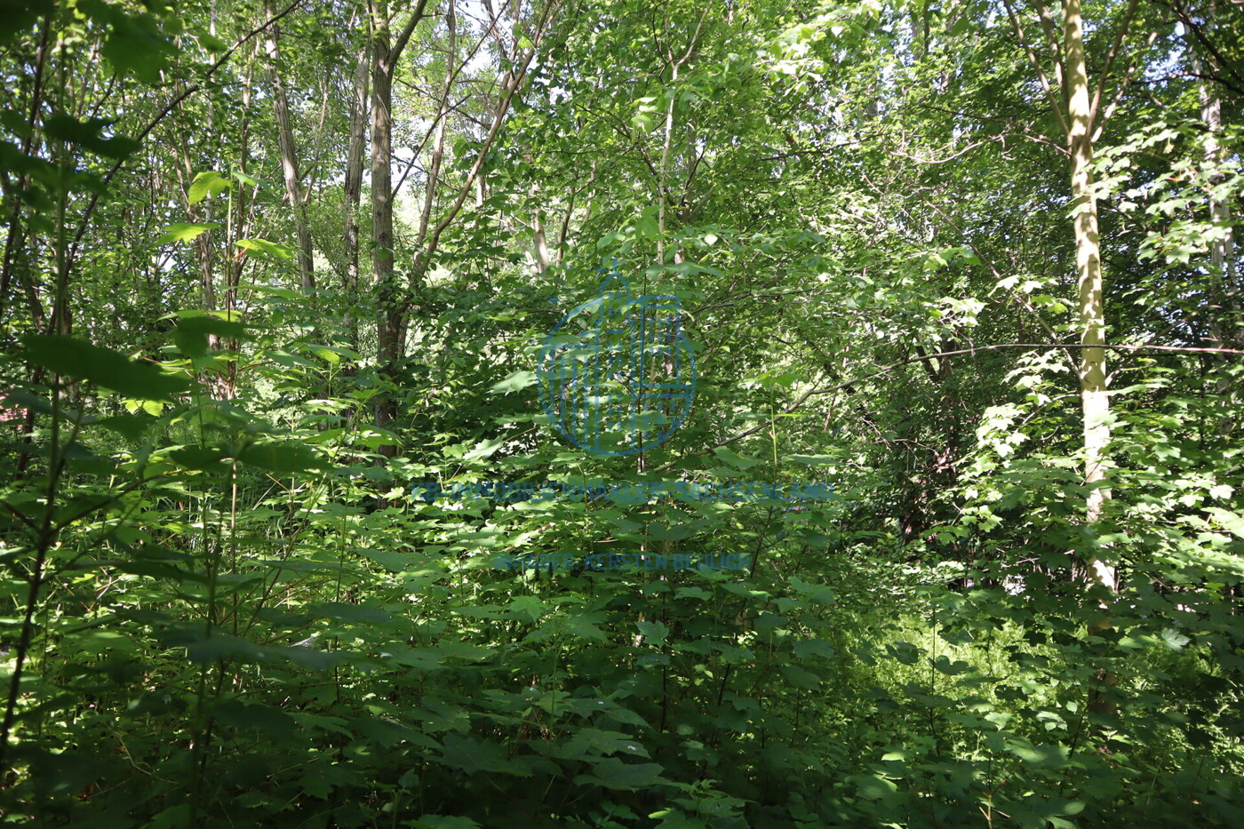 zugehöriger hausnaher Wald