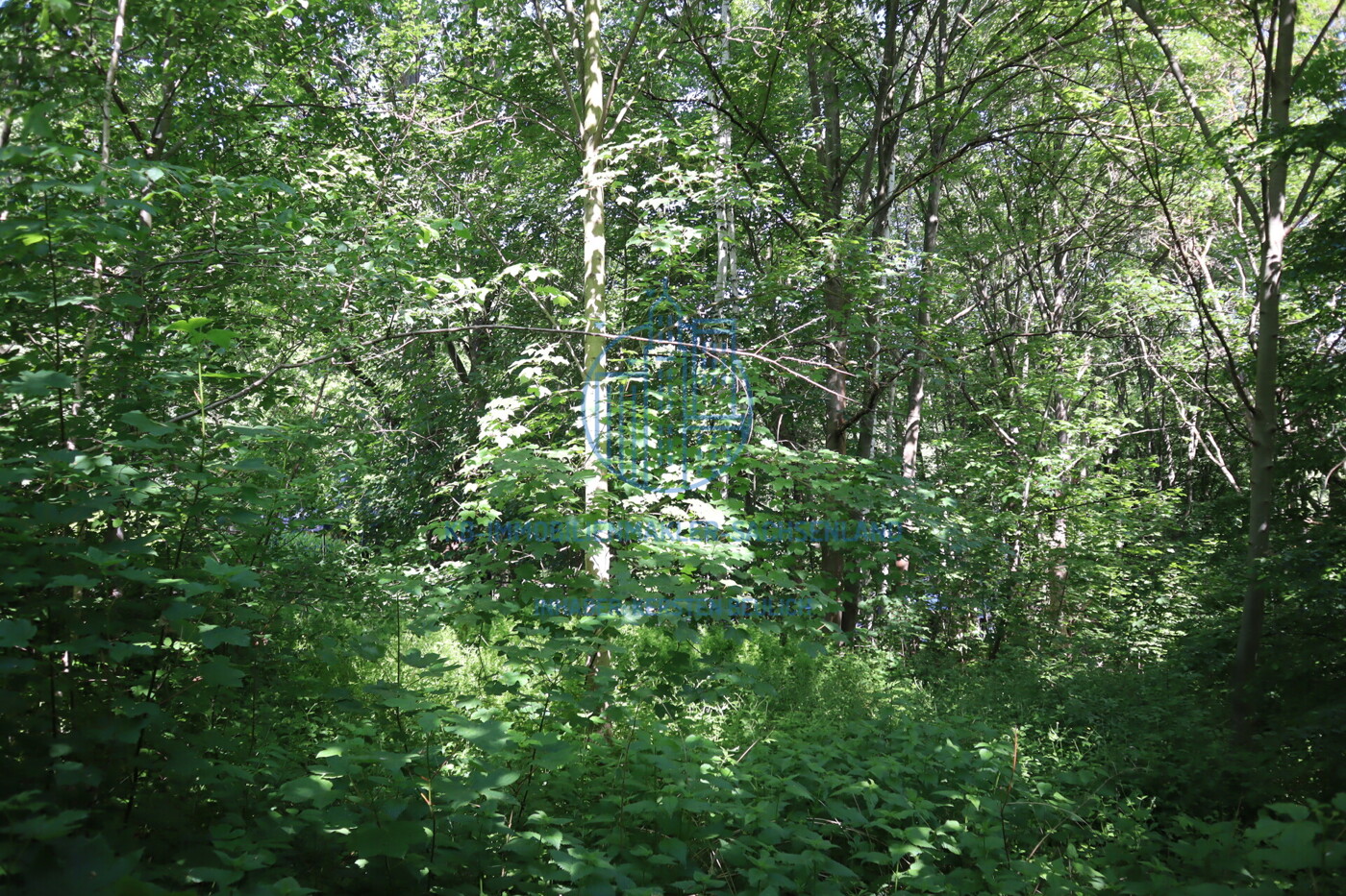 zugehöriger Wald