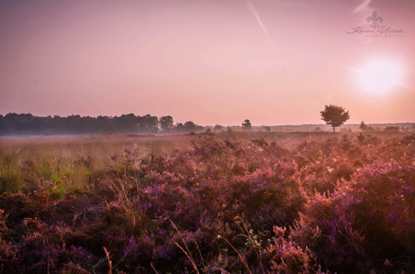 Fischbeker Heide