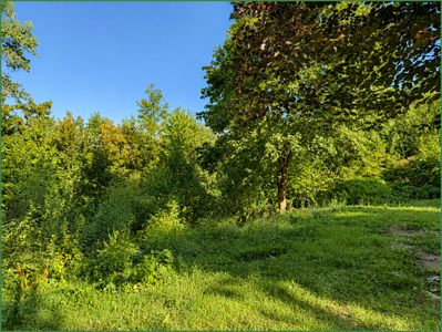 Garten und Waldstück