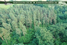 Wald Flst 7 Ans 2